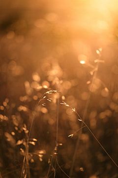 Atmosphärisches Bild von Gräsern auf dem Feld mit Gegenlicht