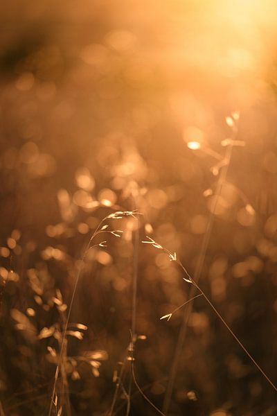 Image atmosphérique d'herbes dans un champ avec contre-jour par Melissa Peltenburg