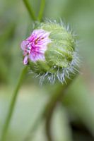 Burgeoning daisy