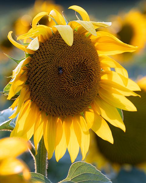 Sunflowers, Helianthus annuus by Alexander Ludwig