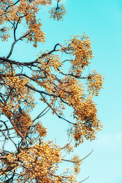 Golden berries against a sky blue sky by Truus Nijland