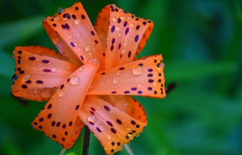 A lily in the garden