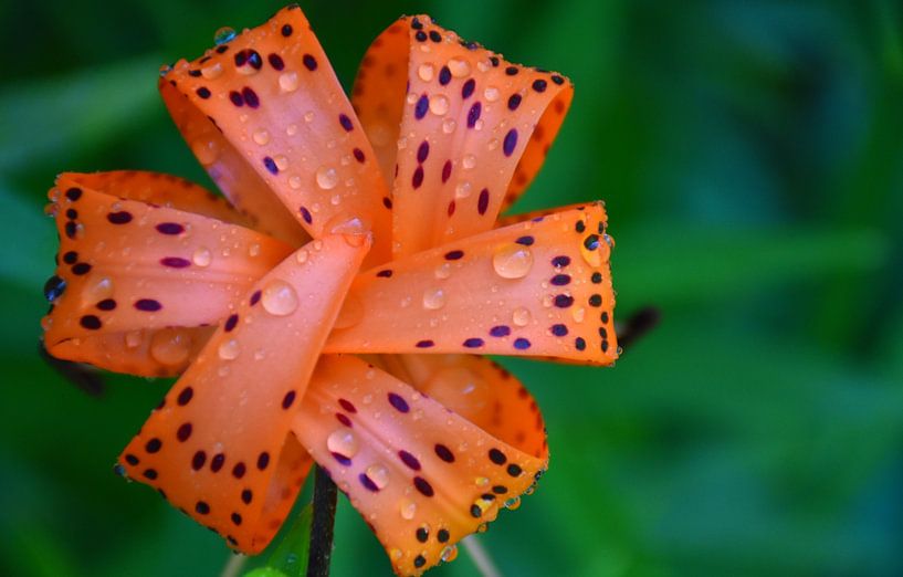 A lily in the garden by Claude Laprise