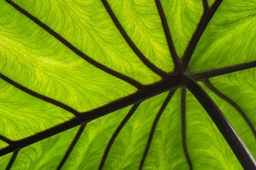 Grüne Formen der Natur