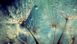 Pusteblume von Julia Delgado