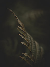 Peace in the Green by Adje Photography