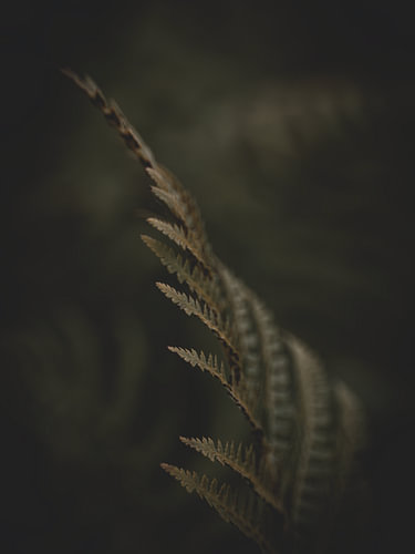 Peace in the Green