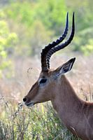Gazelle in profiel