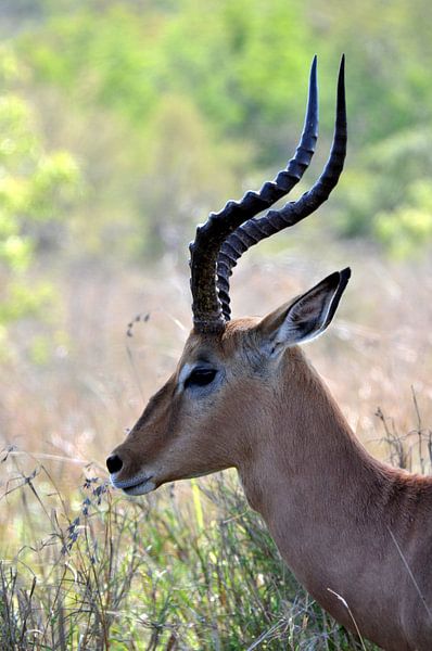Gazelle in profiel van Peter Mooij