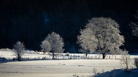 Swedish Winter by Remco van Adrichem