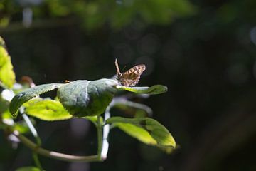Bont Zandoogje vlinder van Bopper Balten