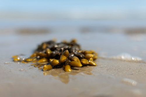 Schiermonnikoog, bladder wrack and sea foam on the North Sea beach