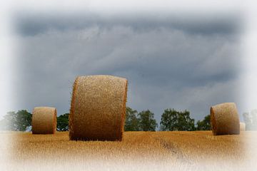 Pitchfield sur Ineke Verbeeck