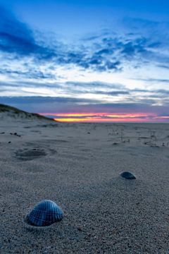 Lonely beach shell enjoys the sunset by the sea by Your Happy Life