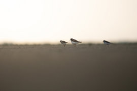 Fleckenstrandläufer bei Sonnenaufgang von Between Light and Life