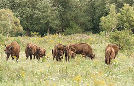 Herd of Wisents with calf