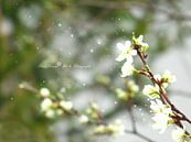 Traum von Pflaumenblüten  von Mikalin Art & Photography Miniaturansicht