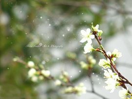 dream of plum blossoms by Mikalin Art & Photography