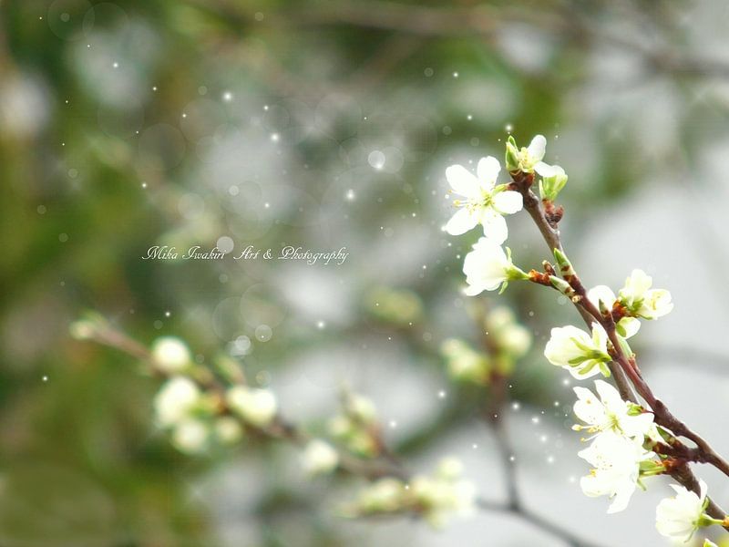Traum von Pflaumenblüten  van Mikalin Art & Photography
