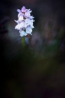 Spotted orchid - Dactylorhiza maculata