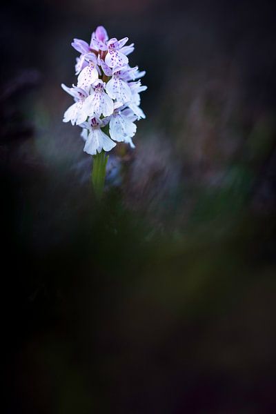 Gevlekte orchis - Dactylorhiza maculata van Hans Debruyne