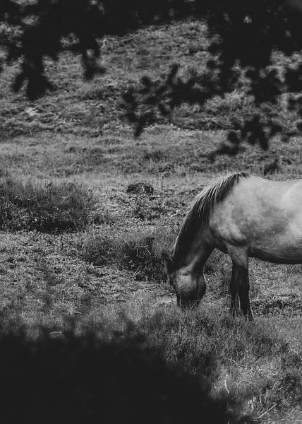 Wildtiere in der Veluwe - Pferd von Angela van der Zee