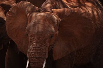 Olifant Bedekt Met Kenia’s Rode Aarde van Rosella Fennis