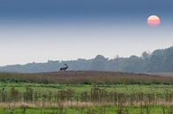 Red deer continues his way at sunset by rene marcel originals thumbnail