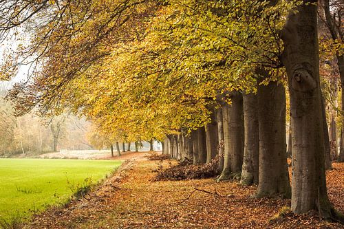 Herfst kleuren in het park rond kasteel Broekhuizen