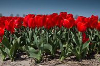 Rode tulpen von Menno Schaefer Miniaturansicht