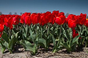 Rode tulpen van Menno Schaefer