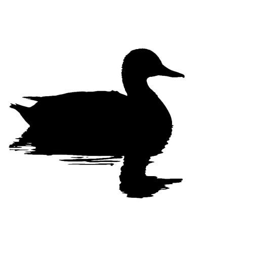 Silhouet van een eend (Vierkant)