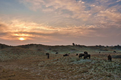Wisenten in het ochtendlicht – kracht en rust in de natuur