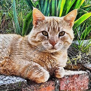 Rafe, der Rotschopfkater