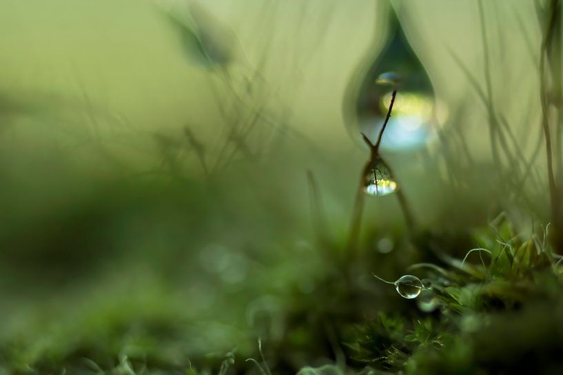 Mysteriöse Miniwelt (Mysteriöse Landschaft aus Tropfen und Moosen) von Birgitte Bergman