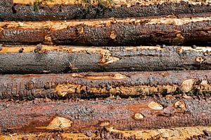 Holzstämme