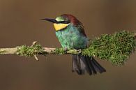 European Bee-eater (Merops apiaster) by Ronald Pol thumbnail
