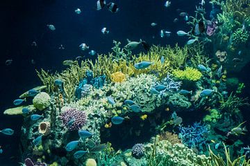 koraal en vissen in Oceanium : Diergaarde Blijdorp van Loek Lobel