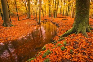 L'automne dans la forêt de Leuvenum