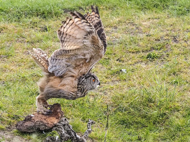 European eagle owl by Loek Lobel