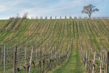 Le vignoble au printemps