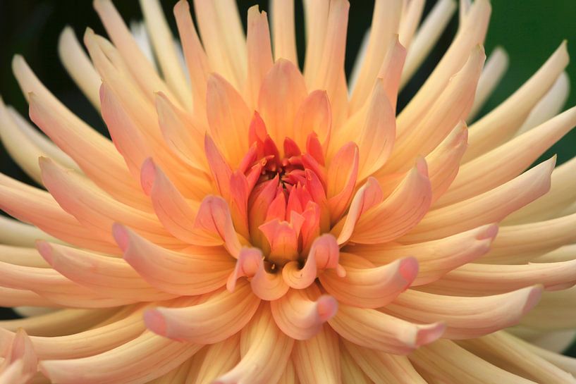 Dahlie von Thomas Jäger