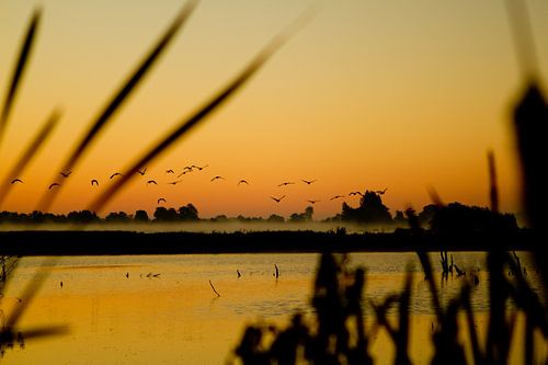 Gänse im Flug während der goldenen Stunde