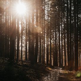 De zonnenstralen die schijnen door de bomen | De Ardennen van Floor Bogaerts