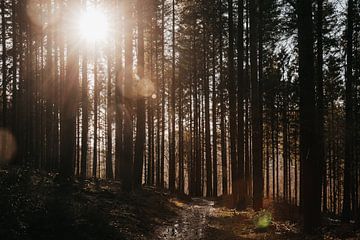 De zonnenstralen die schijnen door de bomen | De Ardennen van Floor Bogaerts