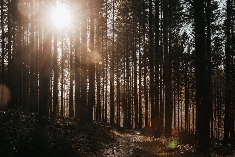 The sunbeams shining through the trees | The Ardennes by Floor Bogaerts