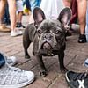 Franse bulldog by jan van de ven