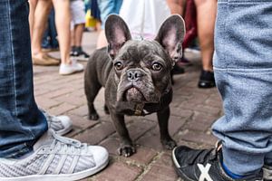 Franse bulldog