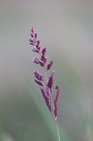 Bloeiend gras