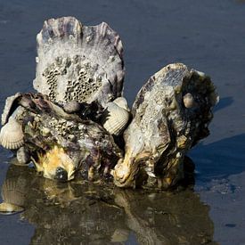 Huîtres japonaises sur le Engelsmanplaat dans la mer des Wadden. sur Meindert van Dijk